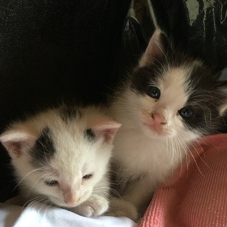 子猫ちゃん2匹保護