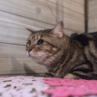 キジトラ♀、里親募集中