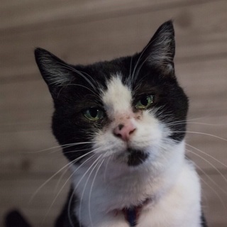 白黒猫♀、里親募集中