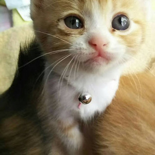 チャオ隊「しおりちゃん」女の子☆1ヶ月