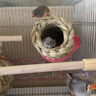 キンカチョウのひな、３月生まれです＊