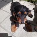 【里親決定！】かわいいダックスメス♂子犬里親募集！