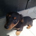 【里親決定！】かわいいダックスメス♀子犬里親募集！