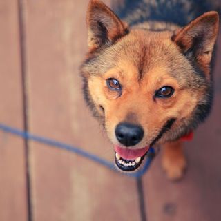 トライアル決定！活発！小悪魔スマイルな雑種♂！