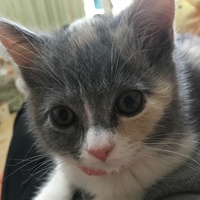 ぷっち