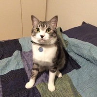 トラ