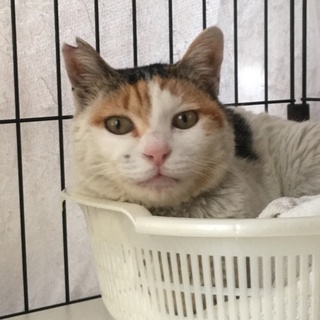 捨て猫みけちゃん