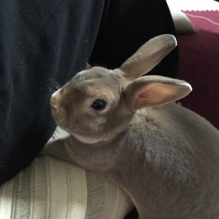 2歳ミニレッキスの里親を募集