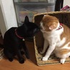 さんびきママ