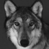 fenrir