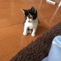 ビスケ