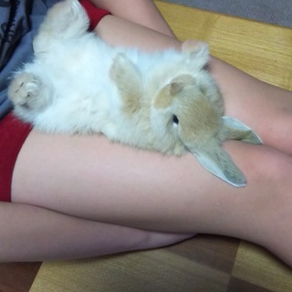 ミニウサギ 2ヵ月