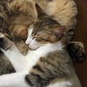 大人しい雄猫です。