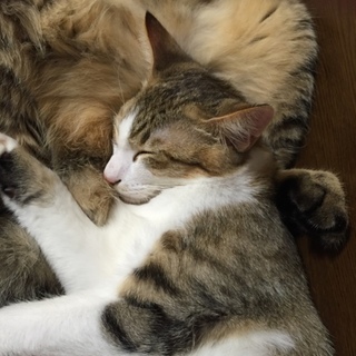大人しい雄猫です。