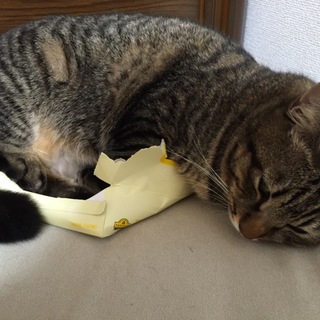 急募です。お願いします。