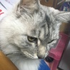 アメショーとチンチラのミックス、雲母ちゃん