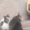 親子ではいっチーズ