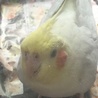 今は亡き蛍ちゃん。忘れないよ