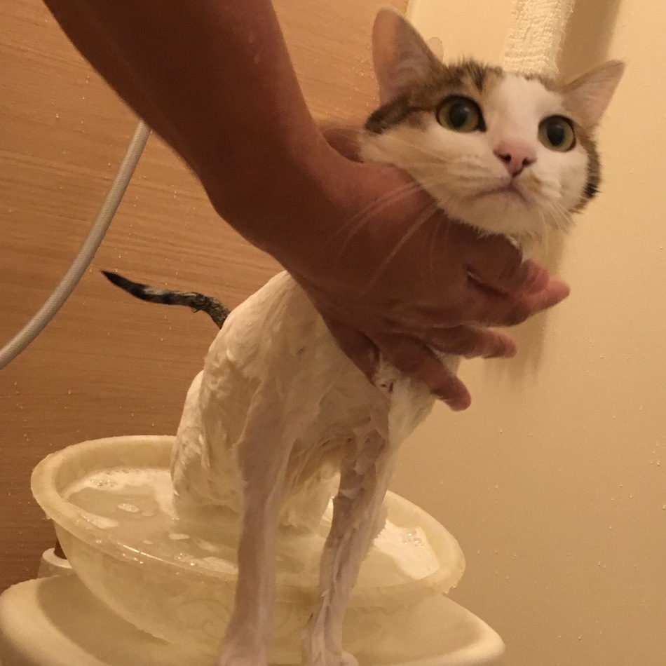 モナカのカバー写真