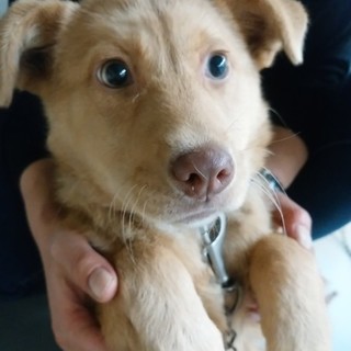 ハスキーMIX姉？ガラスのハートハスエちゃん