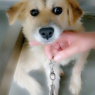 ふさふさの毛並美犬の赤子ちゃん