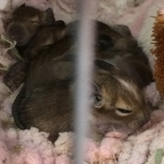 ヘテロ女の子1匹の里親様を再度募集致します。