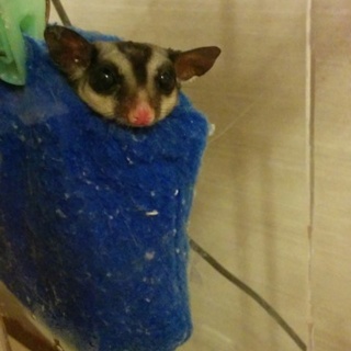 兵庫でフクロモモンガをお探しの方