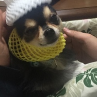 ジジ