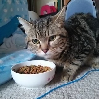 完全室内飼い オス 爪手術済