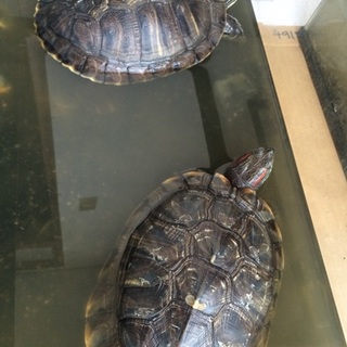 大き目なカメ２匹水槽付です
