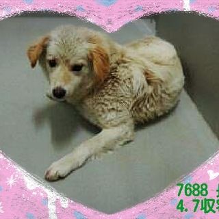 里親様が決まりました　ありがとうございました