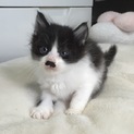チョビひげ模様のはちわれくん