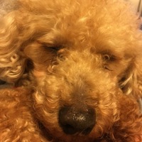 ウィニー