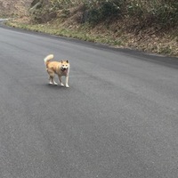 コロ
