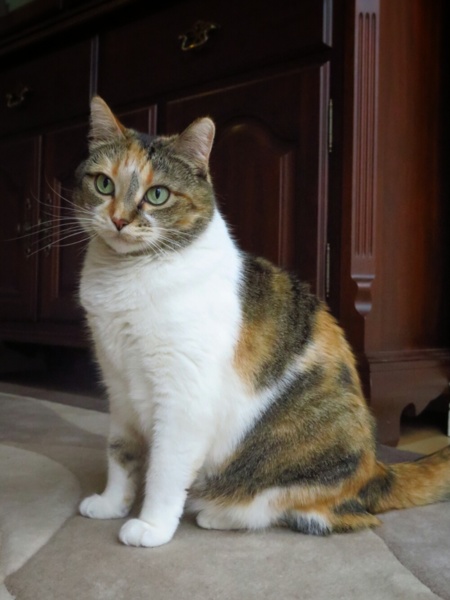 Zharina