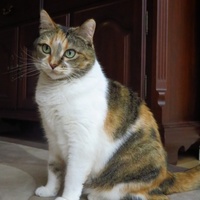 Zharina