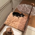 里親さん募集中です