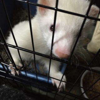 フェレット里親さん探してます