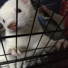 フェレット里親さん探してます サムネイル3