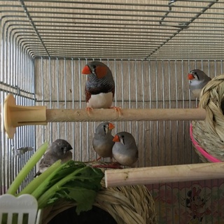 ＊１歳未満のキンカチョウ、4羽います＊