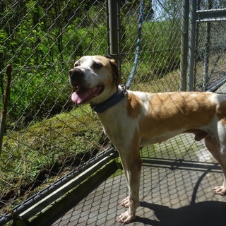 足長のスタイルのいいわんこ