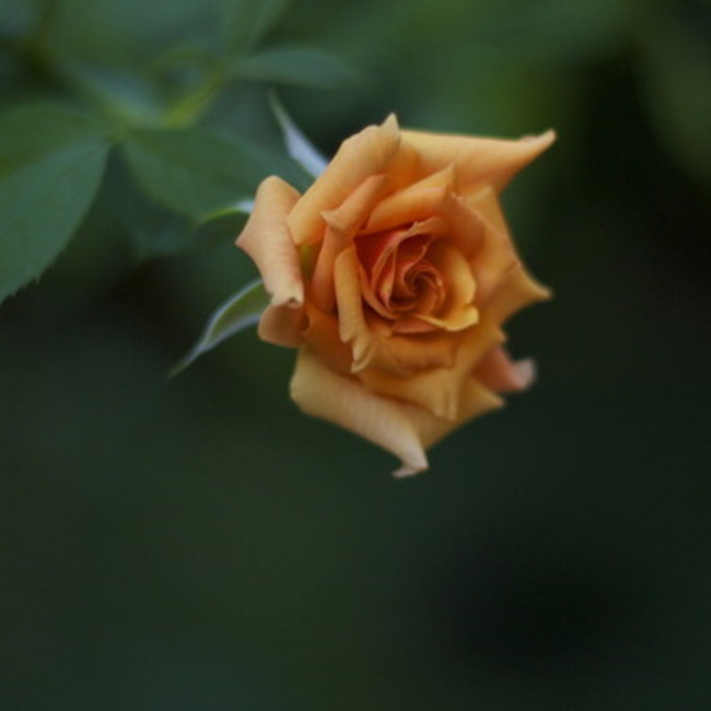 akolitaのカバー写真