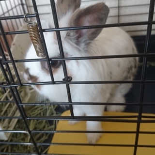    【ライオン】ラオウくん 1歳 ♂