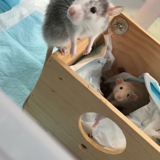 ラット 里親募集