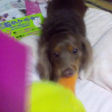 ペス男 ミニチュア ダックスフンド ペットのおうち 月間利用者150万人