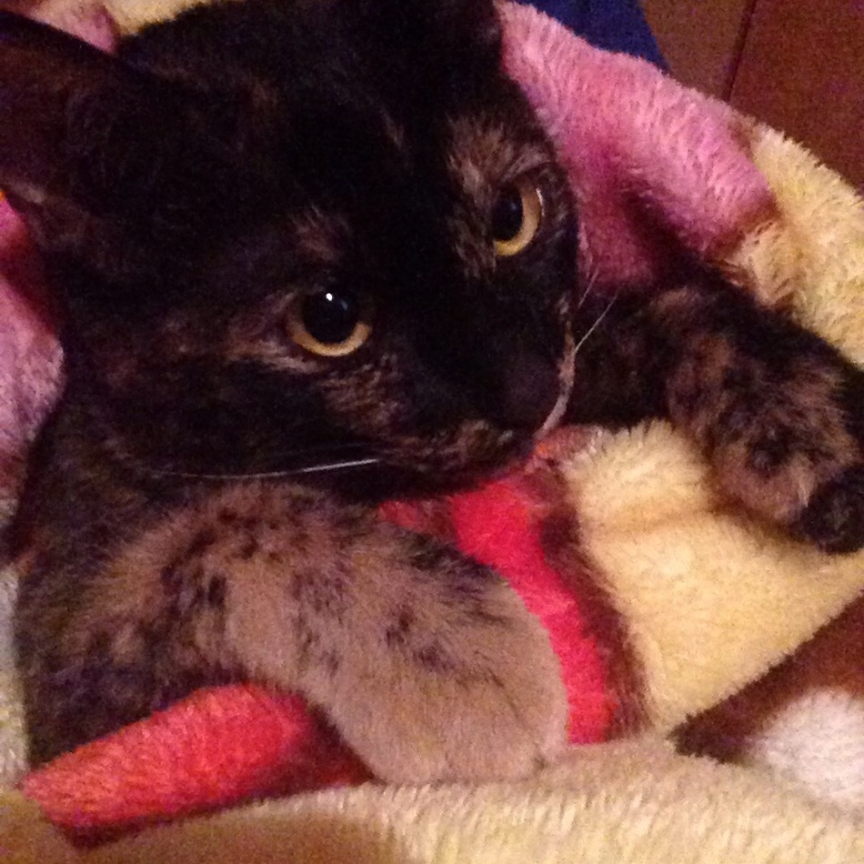 テテのカバー写真