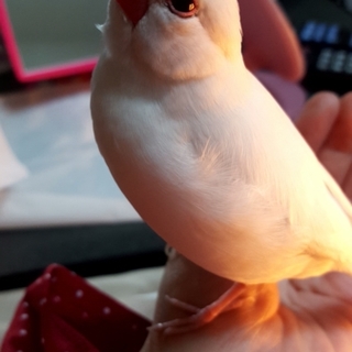 白文鳥 生後3年 ♀