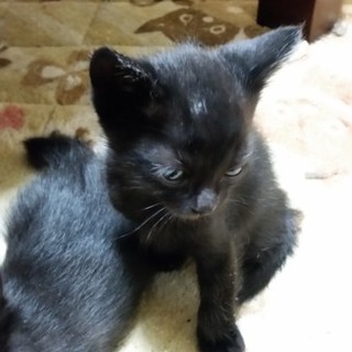 黒子猫３匹、ジジそっくり　オスメスいます