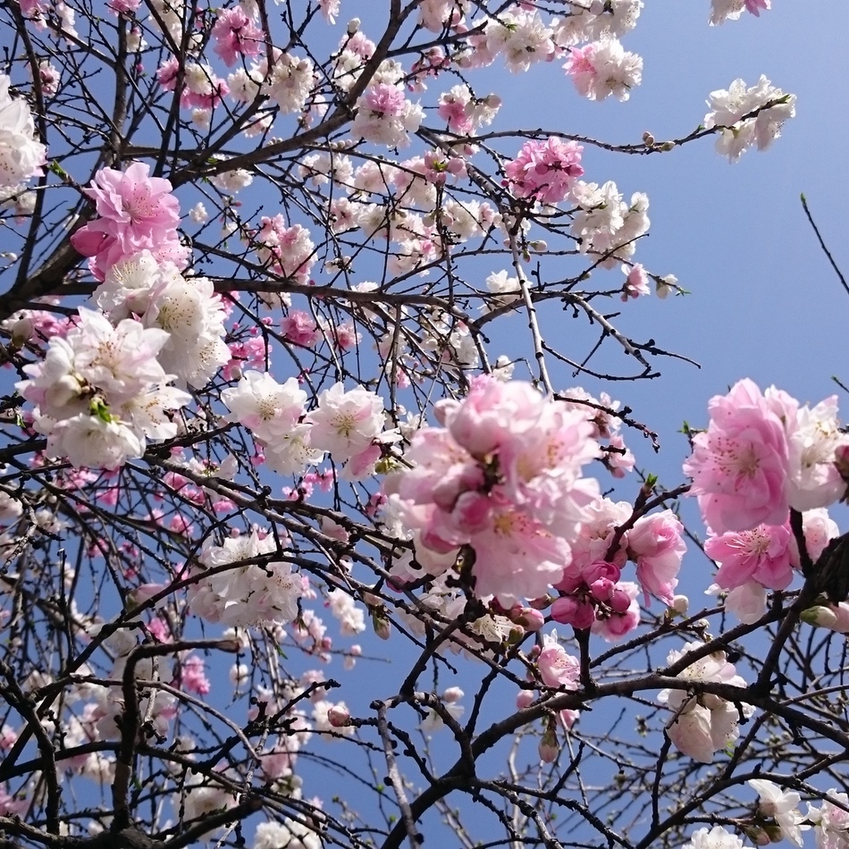 さくらのカバー写真