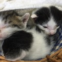 生後2週間の子猫たちです